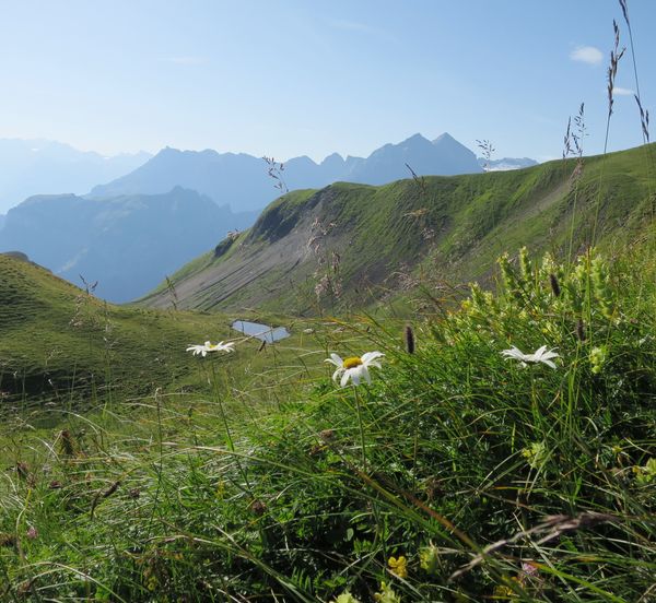 Sommerlandschaft Wanderweg