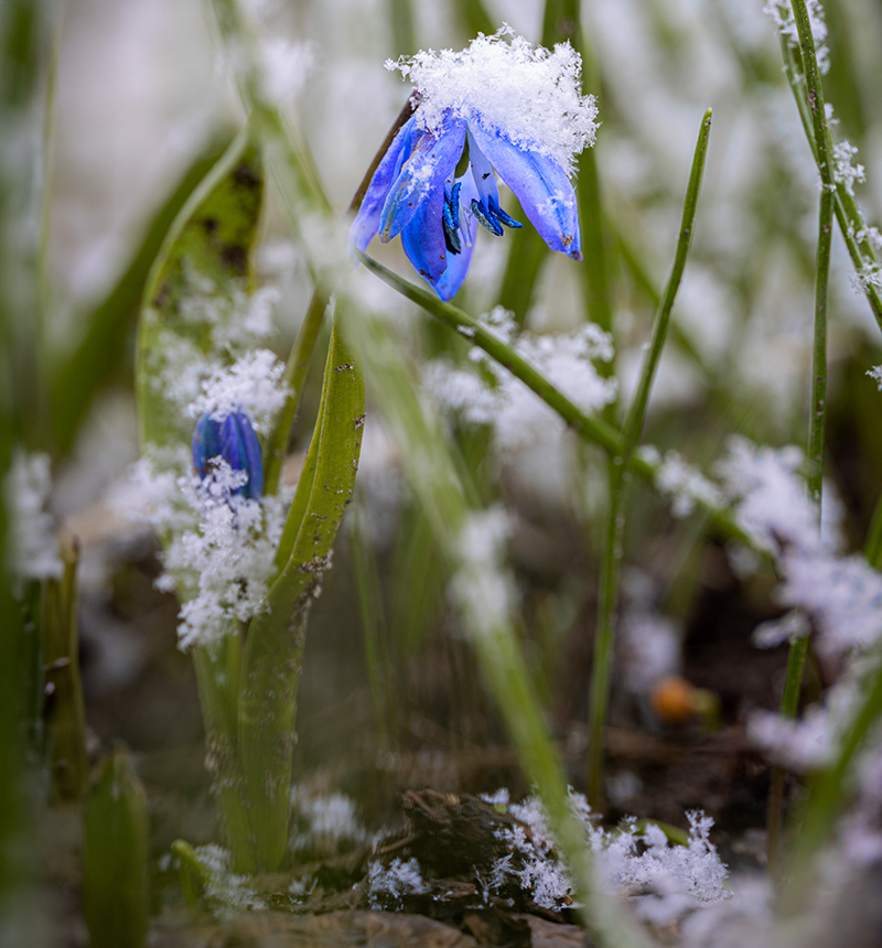 Blume mit Schneehäubchen